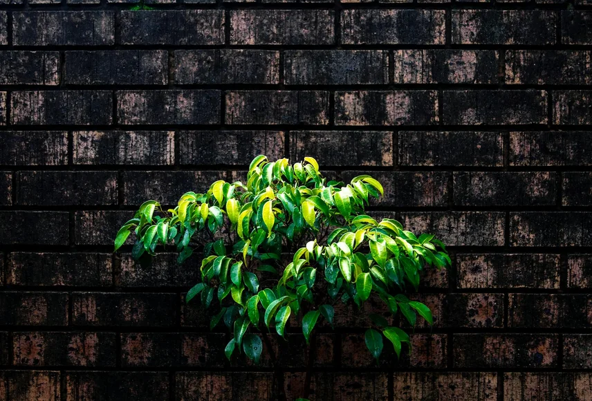 Professionele gevelreiniging voor het verwijderen van groene aanslag op witte muur